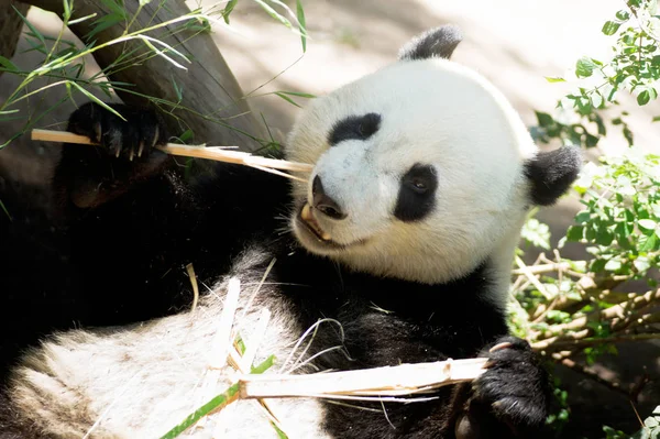 Panda gigante de fauna en peligro de extinción comiendo tallo de bambú —  Fotos de Stock