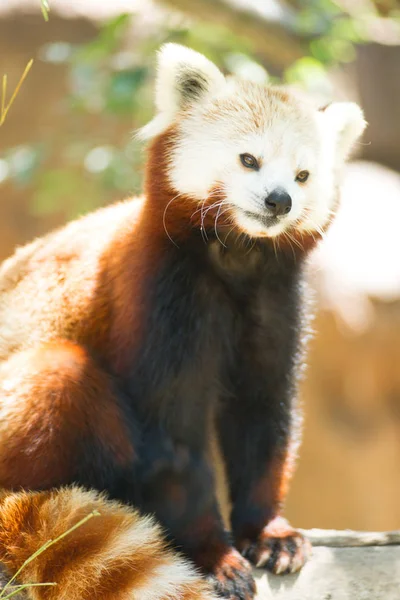 Röd Panda vilda djur flämtande står träd lem — Stockfoto