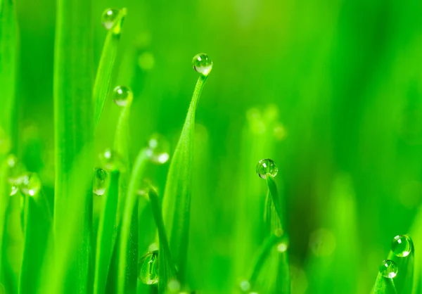 Microgreens Creciendo Rocío Panorámico en Hojas de Hierba de Hierba de Hierba —  Fotos de Stock