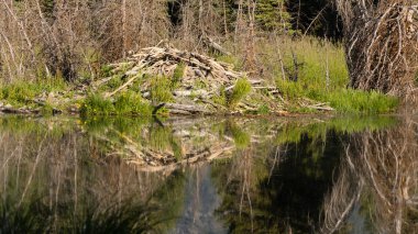 Büyük Beaver kulübe evi Barajı Wyoming göl nehir