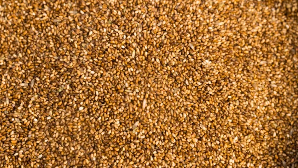 Tahıl buğday taneleri farrow — Stok fotoğraf