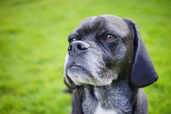 Portrait of an Aging Canine Old Dog — Stock Photo, Image