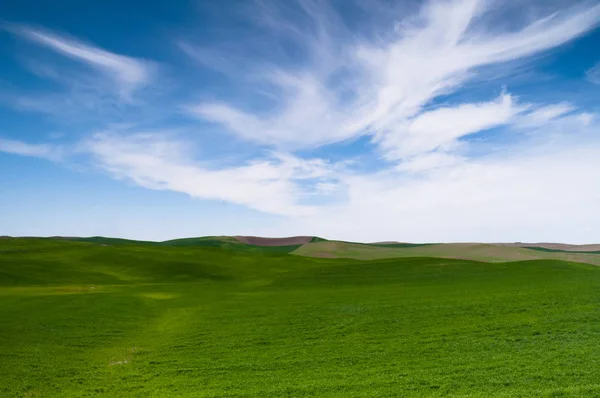 Zielone pole rolnych Farm niebieski niebo kraju — Zdjęcie stockowe