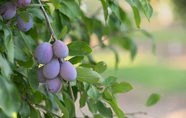 Δαμάσκηνα σε οπωρώνα φρούτων αμπέλι δέντρο — Φωτογραφία Αρχείου