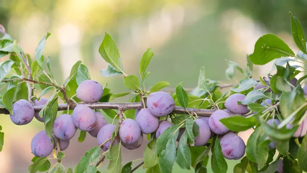 Ciruelas en la vid del árbol Huerto de frutas Alimentos Ecológicos enteros — Foto de Stock