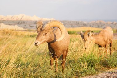 Vahşi hayvan yüksek çöl Bighorn koyun erkek Ram