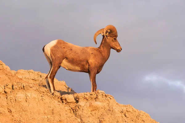 Wild Animal High Desert Bighorn Sheep Ram mâle — Photo