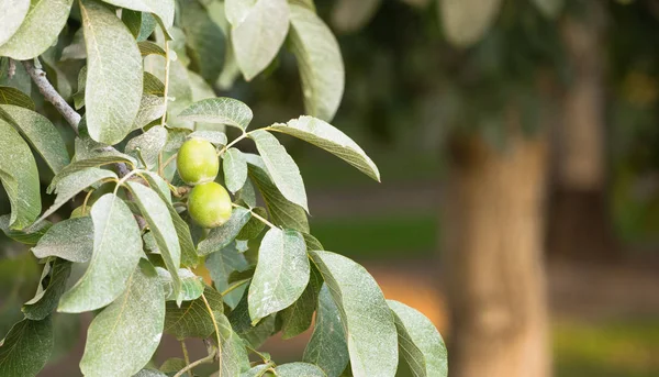 Mész Orchard fanyar gyümölcs szereplő Pestisides — Stock Fotó