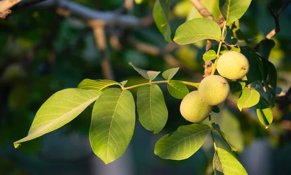 Mész Orchard fanyar gyümölcs szereplő Pestisides — Stock Fotó