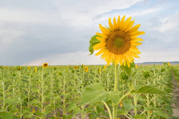 Solros gård fältet jordbruk blå himmel landsbygdens scen — Stockfoto