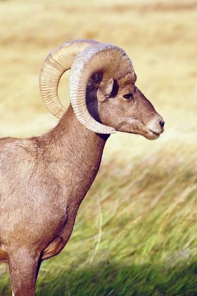 Wild Animal High Desert Bighorn Sheep Ram mâle — Photo