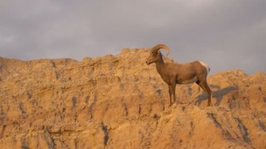 Vahşi hayvan yüksek çöl Bighorn koyun erkek Ram