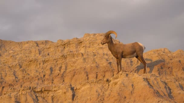 Dzikie zwierzę High Desert Bighorn Sheep mężczyzna Ram — Wideo stockowe