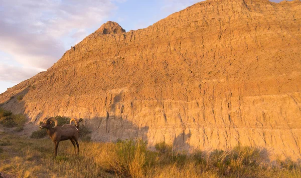 Animal sauvage haut désert mouflon mouton mâle paire bélier — Photo