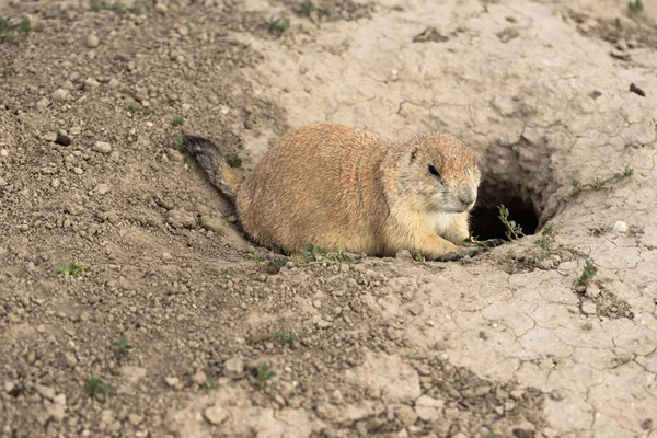 Prairie Dog Stand Sentry Underground Home Entrance — Stock Photo, Image