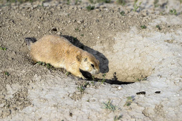 Porte-chien de prairie Sentinelle Entrée souterraine — Photo