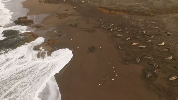 Elephant Seals Rest Beach Sunrise Pacific Coast California USA — Stock Video