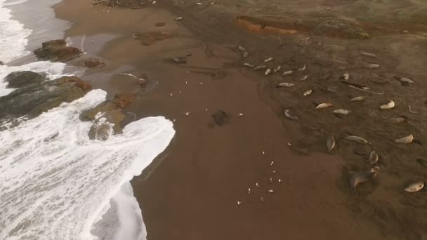 Elephant Seals Rest Beach Sunrise Pacific Coast California SUA — Videoclip de stoc