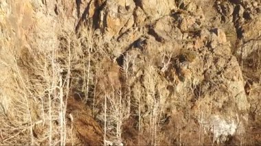 Dahl koyun yüksek Chugach Dağları Alaska tırmanmaya.