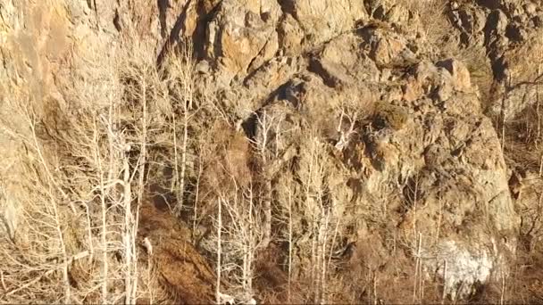 Dahl schafe klettern hoch in chugach mountains alaska — Stockvideo