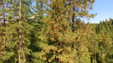 Castle Crags State Park California Mount Shasta Trinity Ulusal Ormanı