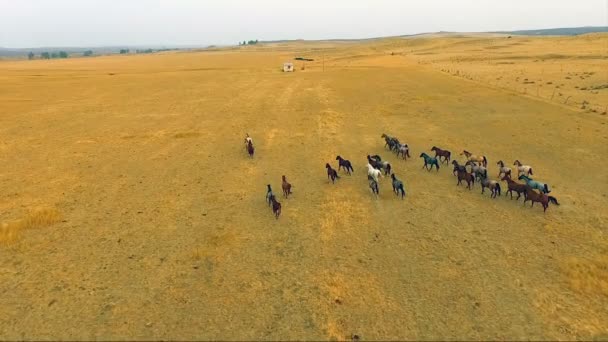 Стадо лошадей, бегущих по дикой природе — стоковое видео