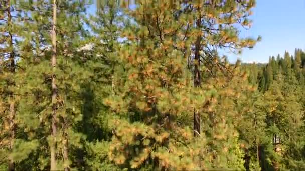 Burgfelsen State Park Kalifornien Mount Shasta Trinity Nationalwald — Stockvideo