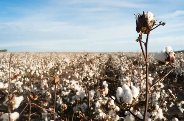 Campos agrícolas de algodón Boll Texas Agricultura Cash Crop — Foto de Stock