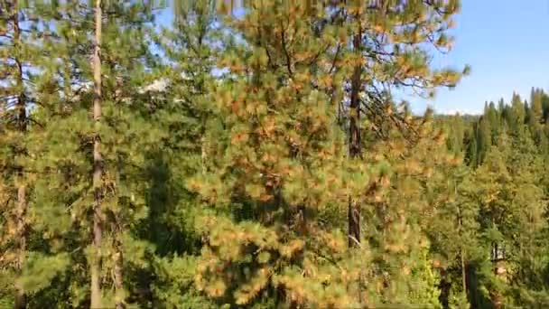 美国加州城堡峭壁国家公园塔山三位一体国家森林 — 图库视频影像