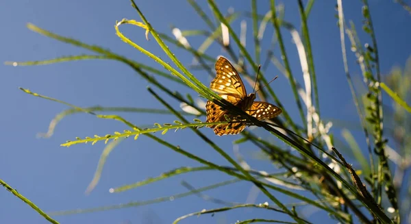枝にキャタピラー蝶から孵化 — ストック写真