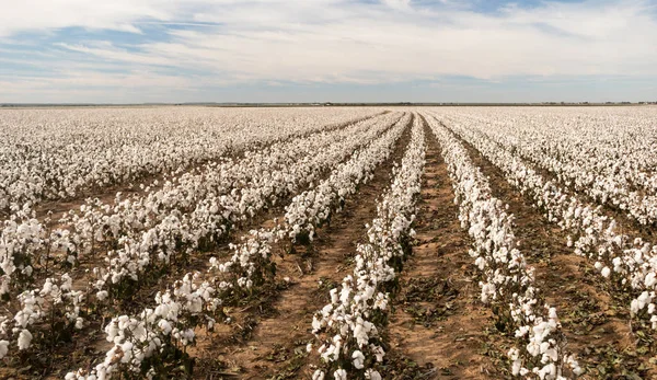 Campos agrícolas de algodón Boll Texas Plantation Agricultura Cash Crop — Foto de Stock