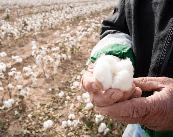 Farmer's Weather Hands Hold Cotton Boll Checking Harvest — Stock Photo, Image