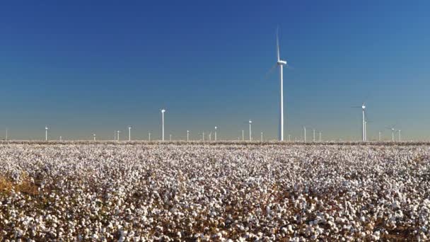 Plantação de algodão Energia verde Campo de fazenda Geração de energia eólica — Vídeo de Stock