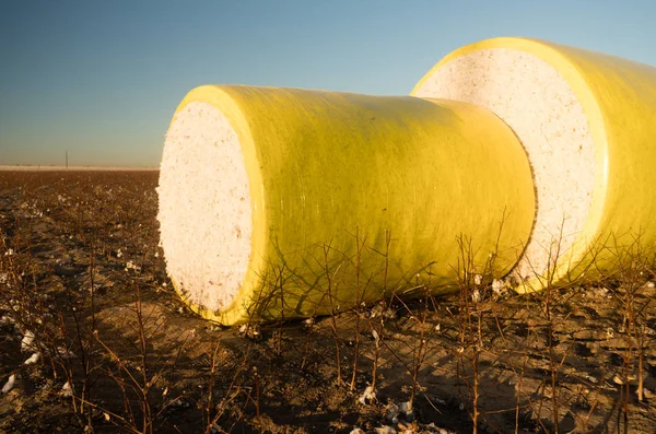Campos agrícolas de algodón de cosecha de fianza fresca Texas Agriculture — Foto de Stock