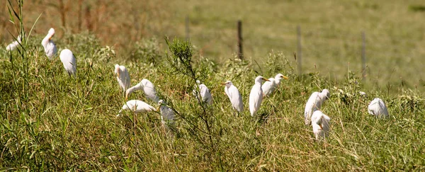 Witte reiger vogels samenkomen samen foerageren voeding — Stockfoto