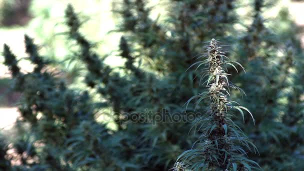 Κάνναβης φυτό μαριχουάνα αυξάνεται σε εξωτερικούς χώρους με πεδίο — Αρχείο Βίντεο