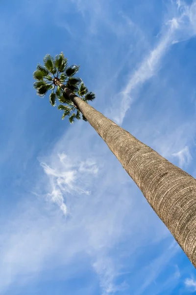 Tall Palm Tree Blue Sky Los Angeles — Stock Photo, Image