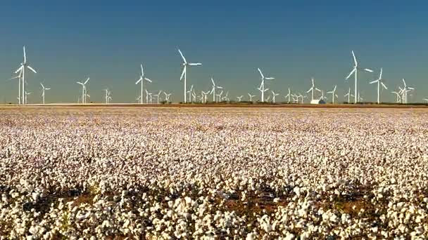 Výroba Bavlny Plantáž Zelená Energie Farma Pole Větrné Energie — Stock video