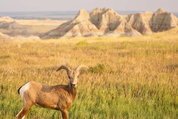 เกิดแกะ ชายราม Badlands อุทยานแห่งชาติ South Dakota — ภาพถ่ายสต็อก