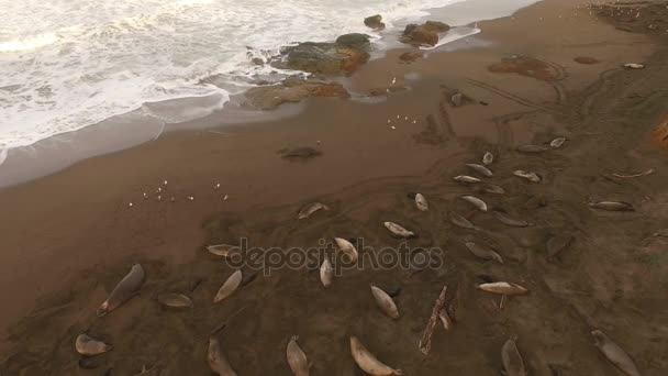 Elephant Seals Rest Beach Sunrise Pacific Coast Califórnia Eua — Vídeo de Stock