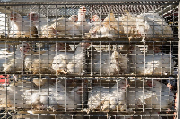 Kippen In de kooi op weg naar de slacht — Stockfoto