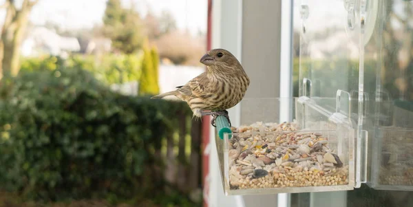 Dziki ptak wyląduje okno podajnika odkryty Urban Wildlife — Zdjęcie stockowe