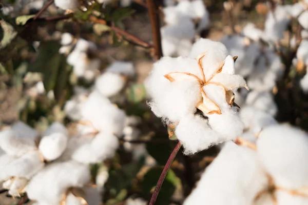 Abierto algodón boll granja campo efectivo cosecha oeste texas agricultura — Foto de Stock