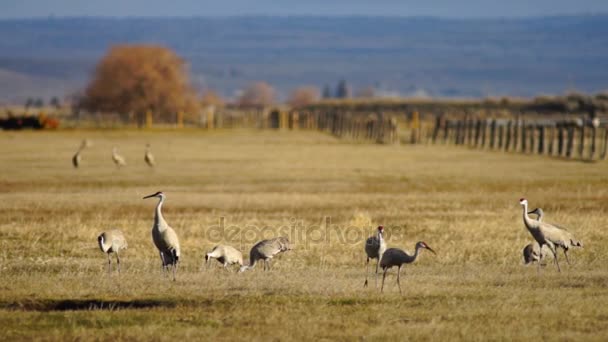 Sandhill Crane Alta Pájaros Elegantes Escogen Peck Alimentación Tierra — Vídeos de Stock