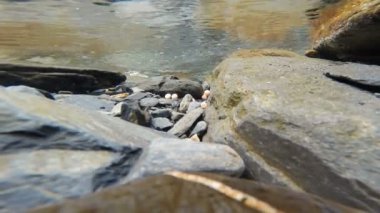 Vahşi somon yumurta Lowe nehir Valdez Alaska balık Spawing