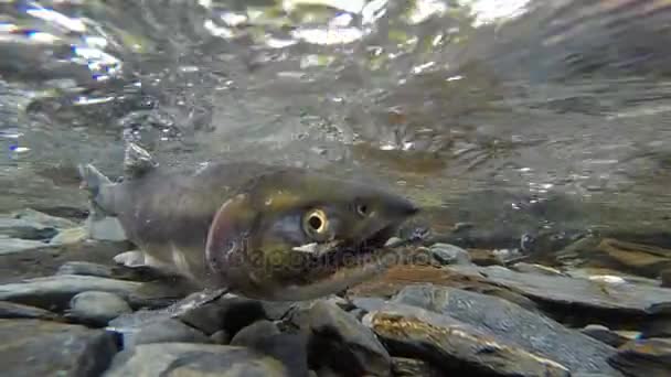 Salmone Coppia Chiaro Flusso Pesce Deposizione Delle Uova Accoppiamento Fauna — Video Stock