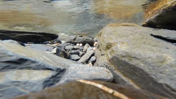野生鲑鱼卵洛河阿拉斯加鱼 Spawing — 图库视频影像