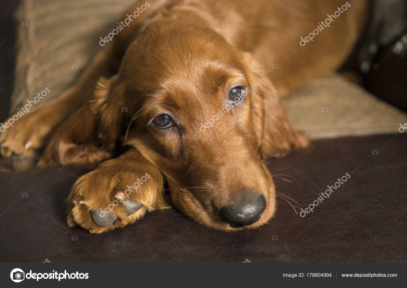young irish setter