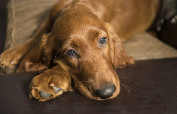 Joven canino irlandés Setter capa de óxido acostado —  Fotos de Stock