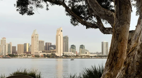 Stare drzewo Peeling kory San Diego Downtown City Skyline — Zdjęcie stockowe